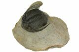 Zlichovaspis Trilobite - Morocco #137283-1